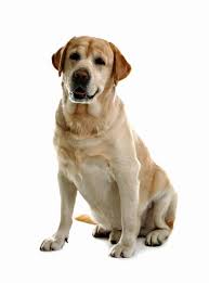 Labrador Retriever Easy To Train Dogs That Are Good For First Time Owners