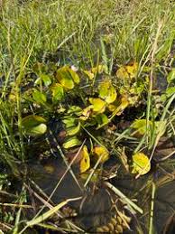 Image result for Caldesia parnassifolia