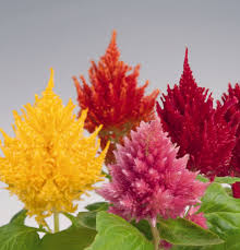 Celosia Flower Seeds Plants Flowers
