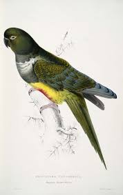 Illustrations Of The Family Of The Psittacidae Or Parrots Decorative Arts Illustrations Of The Family Of Psittacidae Or Parrots The Greater Part Of Them Species Hitherto U Parrot Painting Parrots Art Birds Painting
