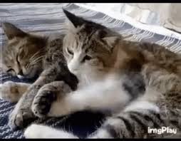 Also check out some of our best selling sunglasses collections, like our cruz aviator sunnies, oversized bella sunglasses, or any of our best women's shades from our celeb collaborations. Sleeping Cute Kitten Gifs Novocom Top