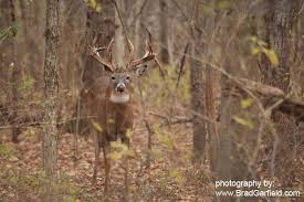 Dream Job Deer And Deer Hunting Whitetail Deer Hunting Mule Deer Hunting Whitetail Deer