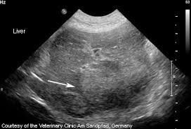 In osteosarcoma, the tumor originates from within the affected while metastasis to the lungs is the most common, other affected sites may be the liver, kidneys when dealing with cancer, the dog's immune system is put to test which results in lethargy and. Liver Cancer Enpevet