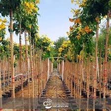 Image result for Tecoma stans