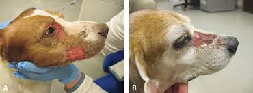 If the tumor grows upward towards the eye socket, your dog may have a bulging eye. Elements Of Oncology Strategies For Managing Cancer Pain In Dogs Cats