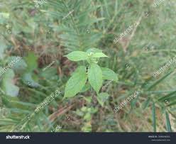 Image result for Tragia rupestris