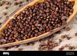 Image result for Aframomum mala