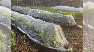 And if you need assistance getting started or want someone to take care of the garden work for you, you can always get help from an experienced gardener from airtasker. Gardening Extend Your Fresh Vegetable Harvest Season Loop Jamaica