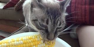 Biscuits and gravy was born with the longest of odds and by living nearly 4 days, he beat those odds, the king family said on facebook. Can Cats Eat Corn Including Sweetcorn On Cobs Pet Care Advisors