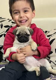 No te quedes sin el tuyo 🇦🇷 LA ANTIGUA COMARCA 🇦🇷 Info al privado….  #pug #pugargentina #pubg #pubglover #carlino #puglover #viral_video  #viral_video_tiktok #fypppppppppppppp #perrostiktokers ...