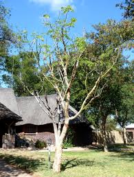 Image result for Albizia tanganyicensis