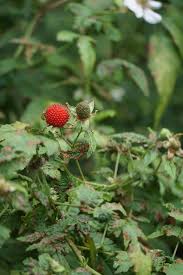 Image result for Rubus rosifolius