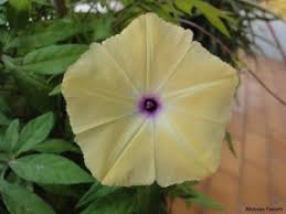 Image result for Ipomoea tuberculata