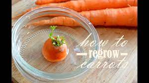 Growing Carrots From Scraps Is A Fun Activity For Kids And Can Also Be Used To Grow Delicious Carrot Greens For The K Growing Carrots Carrots Carrot Vegetable