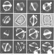 Mitosis is nuclear division plus cytokinesis, and produces two identical daughter cells during prophase, prometaphase, metaphase, anaphase, and telophase. Immunofluorescence Microscopy Of Tubulin And Microtubule Arrays In Plant Cells Ii Transition Between The Pre Prophase Band And The Mitotic Spindle Semantic Scholar