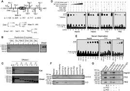 Binding Of Nf B To The Cd166 Promoter A Schematic