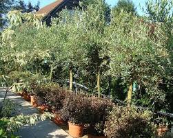 We've selected several silver leaf foliage plants that make sunny and shady gardens radiant. Silver Leaf Plants For Sale Online Uk