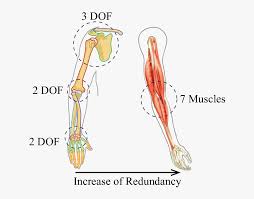 A dolphin's flipper, a bird's wing, a cat's leg, and a human arm are considered homologous structures. Human Arm Bone Diagram Hd Png Download Kindpng