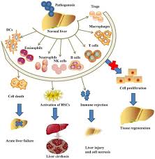 Mesenchymal Stromal Cells Promote Liver Regeneration Through Regulation Of Immune Cells