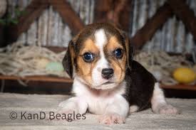 Dog Breed Jackabee Puppy For Sale Dog Breed Beagle Puppy Near Me In Kolkata  Beagles Available For