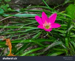 Image result for Zephyranthes minuta