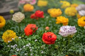Image result for Ranunculus multifidus
