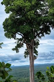 Image result for Petersianthus