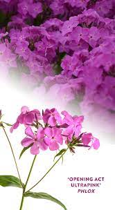 Pin On Make A Flower Bouquet