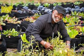 What can i plant in my vegetable garden in october. Vegetable Gardening In South Florida City Of Fort Lauderdale Fl