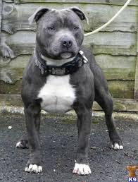 Stafforshire Bull Terrier Dogs Beautiful Dogs Dog Breeds