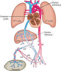 The placenta accepts the blood without oxygen from the fetus through blood vessels that leave the fetus through the umbilical cord (umbilical arteries, there are two of them). Jaypeedigital Ebook Reader