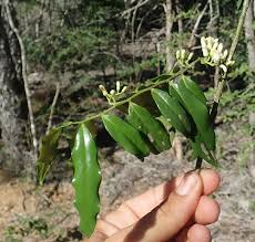 Image result for Olax obtusifolia