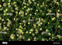 Image result for Tridax