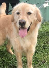 Check spelling or type a new query. Florida Adopters Rescue 20 Golden Retrievers From China Slaughter