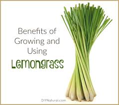 Maybe you would like to learn more about one of these? Benefits Of Growing Lemongrass For Food And Medicine