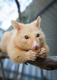 Golden Brush Tailed Possum Only Found In Australia Precious Cute Animals Super Cute Animals Unusual Animals