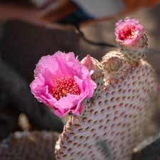 Perfect for your homes, offices, nurseries, and every room in between. I Fell In Love With This Cactus Flower In Yucca Valley Cactus