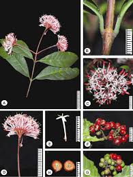 Image result for Ixora sp. A