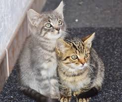 Kedi Sahiplenmek Isteyenlere Oneriler