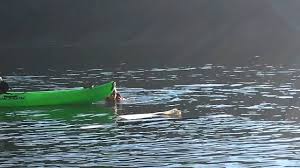 Read kayak angler's full review of the ocean kayak trident 13. How Stable Is A Malibu Two Kayak Youtube