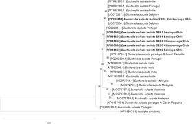 Image result for Balantoides Coli