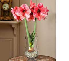This One Has A Video How To Grow Bulbs Indoors So Awesome 3 Amaryllis Flowers Growing Bulbs Bulb Flowers