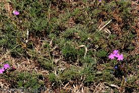 Image result for Verbena aristigera