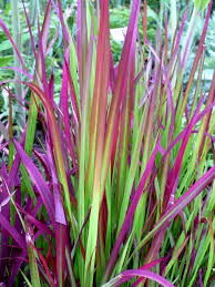 Image result for Imperata