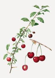 Download Cherry Tree Branch For Free Fruit Vector Cherry Drawing Fruit Plants