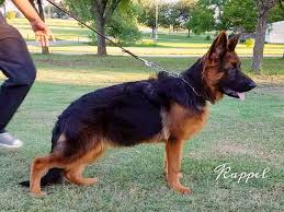 We did not find results for: Texas Showline Gsd Home Facebook
