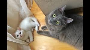 eve yeni kedi geldi diger kediyle nasil anlasti new cat is home i share how to properly meet two cats english subtitles kedi sevimli kediler kopek