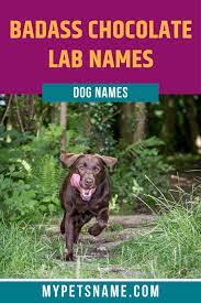 Badass Chocolate Lab Names Chocolate Lab Chocolate Labrador Retriever Badass Names