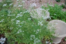 We did not find results for: Drying Coriander Seeds Arthurized Home