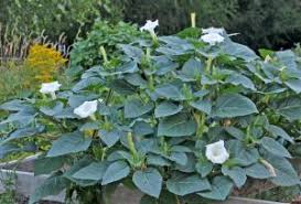 Image result for Datura inoxia
